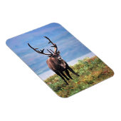Rentier | Nationalpark Denali, Alaska Magnet (Rechte Seite)