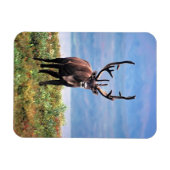 Rentier | Nationalpark Denali, Alaska Magnet (Horizontal)