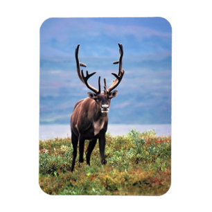 Rentier   Nationalpark Denali, Alaska Magnet