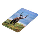 Rentier | Nationalpark Denali, Alaska Magnet (Linke Seite)