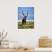 Rentier | Nationalpark Denali, Alaska Poster (Küche)