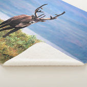 Rentier | Nationalpark Denali, Alaska Sherpadecke (3/4)