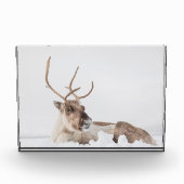 Rentier Nature Foto (Vorderseite)