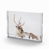 Rentier Nature Foto (Rechts)