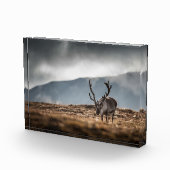 Rentier Nature Foto (Rechts)