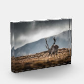 Rentier Nature Foto (Links)