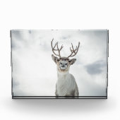Rentier Nature Foto (Vorderseite)
