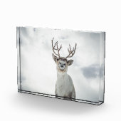 Rentier Nature Foto (Rechts)