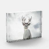 Rentier Nature Foto (Links)