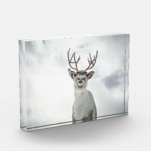 Rentier Nature Foto (Links)