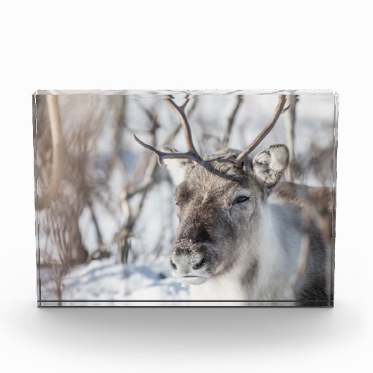 Rentier Nature Foto (Vorderseite)