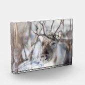 Rentier Nature Foto (Links)