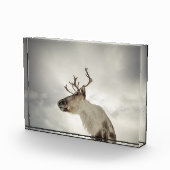 Rentier Nature Foto (Rechts)