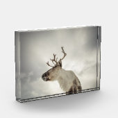 Rentier Nature Foto (Links)