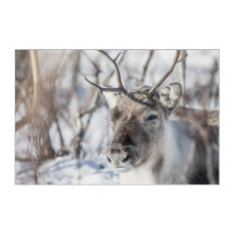 Rentier Nature Foto