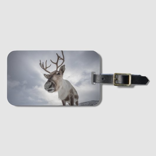 Rentier Nature Foto Gepäckanhänger (Vorderseite (Horizontal))