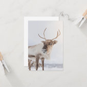 Rentier Nature Foto Karte (Vorderseite/Rückseite Beispiel)