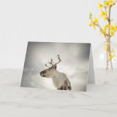 Rentier Nature Foto Karte (Gelbe Blume)