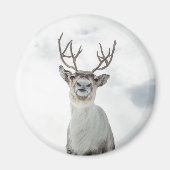 Rentier Nature Foto Magnet (Vorne)