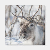 Rentier Nature Foto Magnet (Vorne)
