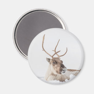 Rentier Nature Foto Magnet
