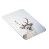 Rentier Nature Foto Magnet (Rechte Seite)