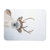 Rentier Nature Foto Magnet (Horizontal)