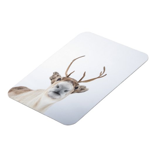 Rentier Nature Foto Magnet (Linke Seite)