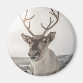 Rentier Nature Foto Magnet (Vorne)