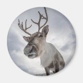 Rentier Nature Foto Magnet (Vorne)