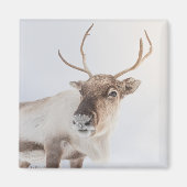 Rentier Nature Foto Magnet (Vorne)