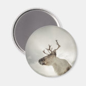 Rentier Nature Foto Magnet (Vorderseite/Rückseite)