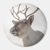 Rentier Nature Foto Magnet (Vorne)