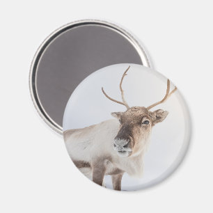 Rentier Nature Foto Magnet