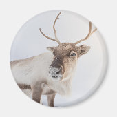 Rentier Nature Foto Magnet (Vorne)