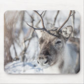 Rentier Nature Foto Mousepad (Vorne)