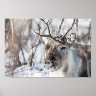 Rentier Nature Foto Poster