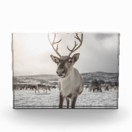 Rentier Nature Foto Poster