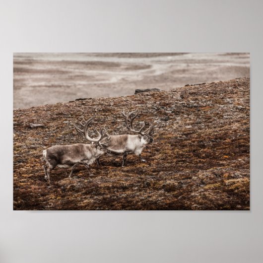 Rentier Nature Foto Poster (Vorne)