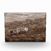 Rentier Nature Foto Poster (Vorderseite)