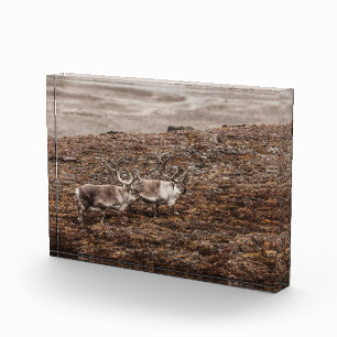 Rentier Nature Foto Poster