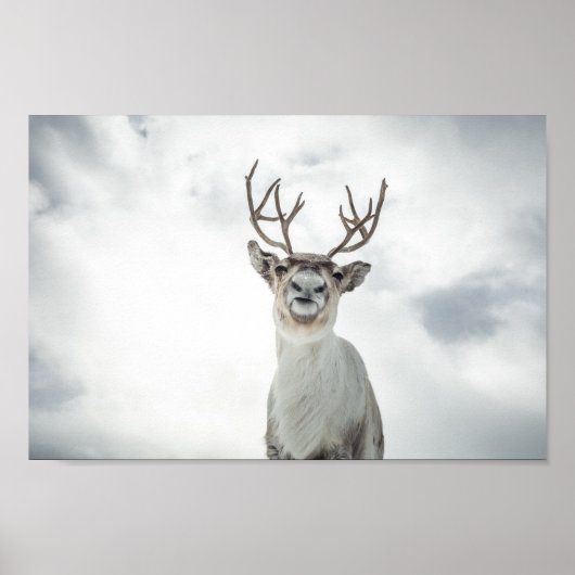 Rentier Nature Foto Poster (Vorne)