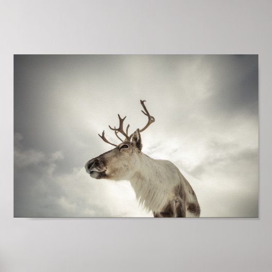 Rentier Nature Foto Poster (Vorne)