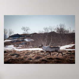 Rentier Nature Foto Poster