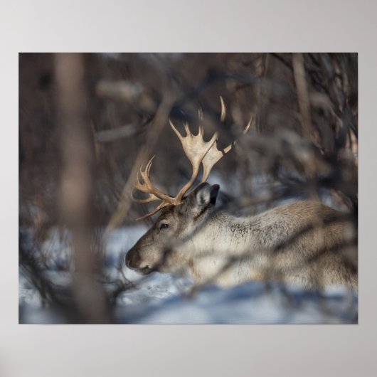 Rentier Nature Foto Poster (Vorne)