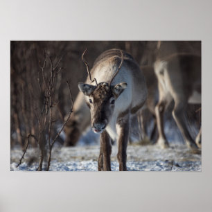Rentier Nature Foto Poster