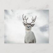 Rentier Nature Foto Postkarte (Vorderseite)