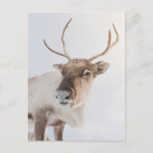Rentier Nature Foto Postkarte (Vorderseite)