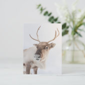 Rentier Nature Foto Postkarte (Stehend Vorderseite)