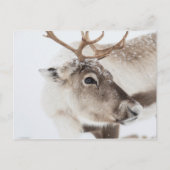 Rentier Nature Foto Postkarte (Vorderseite)